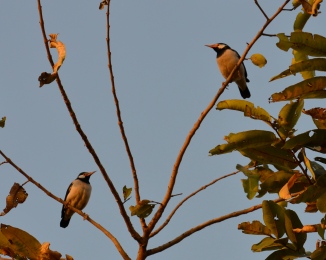 Tau Devi Lal Biodiversity Park, Asian Pied Starling-001