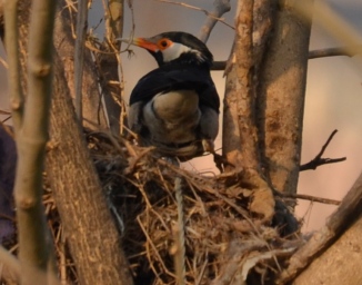 Tau Devi Lal Biodiversity Park, Asian Pied Starling-002