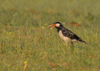Tau Devi Lal Biodiversity Park, Asian Pied Starling-003