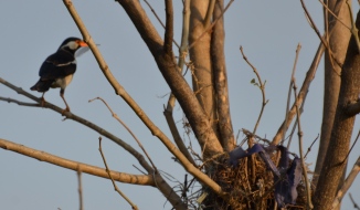 Tau Devi Lal Biodiversity Park, Asian Pied Starling-005