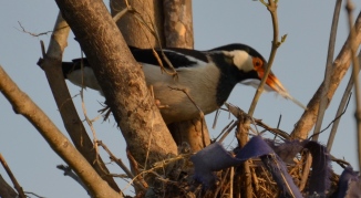 Tau Devi Lal Biodiversity Park, Asian Pied Starling-007
