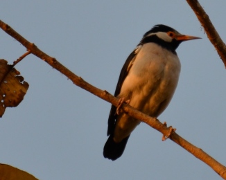 Tau Devi Lal Biodiversity Park, Asian Pied Starling