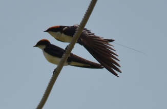 Wire Tailed Swallow, Basai Wetlands, Gurgaon 