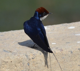 Wire tailed swallow, Basai Wetlands, Gurgaon, Gurgaon Birders